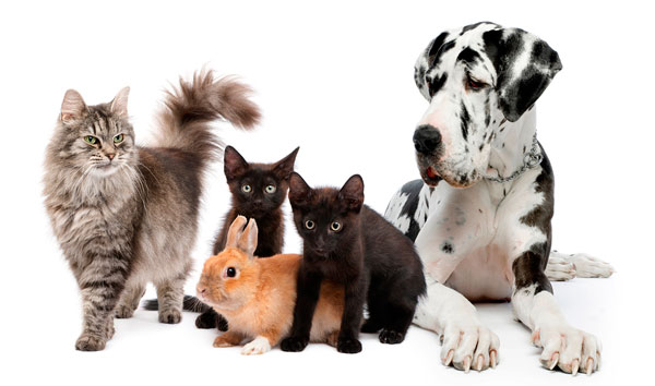 dog cat rabbit veterinary health plans
