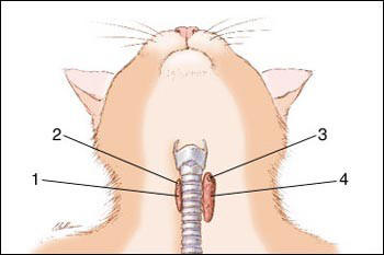 Feline Thyroid